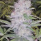 Kritikal Bilbo Seeds - Cannabis Strain Seeds for Sale