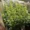 Blue Dream Auto (Herbies Seeds)