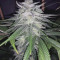 Comprar Grandaddy Purple (GDP) no Brasil