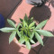 Dr. Grinspoon (Barney's Farm)