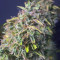 Acquista semi femminizzati Royal Gorilla Automatic di Royal Queen Seeds