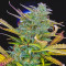 Semi femminizzati Girl Scout Cookies Auto in vendita da Original Sensible Seeds