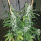 Green Crack Seeds (Blimburn Seeds) - Cannabis Strain Seeds for Sale