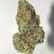 Original Big Bud Seeds - Cannabis Strain Seeds for Sale