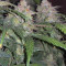 Tangie'matic Seeds