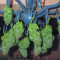 Buddha Syrup Seeds - Cannabis Strain Seeds for Sale