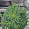 Auto Super Skunk (Auto Skunk) Seeds