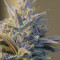 Purple Urkle Seeds - Cannabis Strain Seeds for Sale