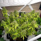 GG#4 Original Glue Seeds (Barney's Farm) - Cannabis Strain Seeds for Sale