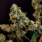 AK420 Seeds - Cannabis Strain Seeds for Sale