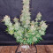 Cream Cookies Seeds - Cannabis Strain Seeds for Sale