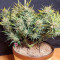 Girl Scout Cookies Auto (Cookies Auto) จาก Fast Buds