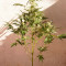 Original Auto BubbleGum Seeds