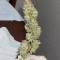 Compre sementes feminizadas White Widow da Royal Queen Seeds