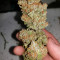 Critical Orange Punch Seeds - Cannabis Strain Seeds for Sale