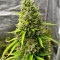 Semi di cannabis Apricot Auto fem in vendita