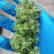 Sith OG Seeds (AlphaFem Seeds)