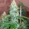 3 Bears OG Auto Seeds