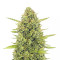 Acapulco Gold Feminized Seeds