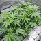 Apollo Feminized Seeds (Brothers Grimm Seeds)