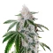 Atomic Leisure R1 feminisierte Samen (Ethos Genetics)