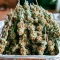 Bruce Banner Fast Seeds