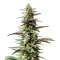 Chocolate Thai Auto Seeds