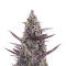 Cinderella Pineapple เมล็ดพันธุ์สตรี (Brothers Grimm Seeds)