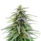 Critical Mass Fast feminized seeds