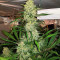 Double Black (G13 Labs)