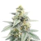 Forum Stomper Auto (Mephisto Genetics)