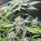 Forum Stomper Auto (Mephisto Genetics)