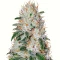 Franco's Lemon Cheese (GHS)