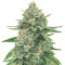 Graines de cannabis GG#4 Original Glue Auto (Original Sensible Seeds)