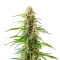 GMO Seeds