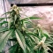 Gorilla G4 Fast Seeds