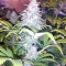 Graines de cannabis Z Gorilla (Original Sensible Seeds)