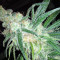Grandaddy Black (Original Sensible Seeds)