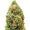 Semi Femminizzati Monster Bruce Banner Auto (Monster Genetics)