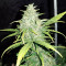 Original Auto Cheese Seeds