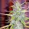 Graines de cannabis Pink Floyd Regular (Mr. Nice Seedbank)