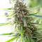 Graines de cannabis Pink Floyd Regular (Mr. Nice Seedbank)