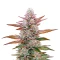 Purple Original Z Lemon Bean Seeds
