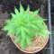 Purple Wreck (Reserva Privada)