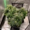 Quick One Auto Seeds (Royal Queen Seeds)