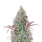 Semi Femminizzati Rosetta Stone (Brothers Grimm Seeds)