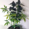 Runtz Muffin Seeds (Barney’s Farm)