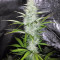 Sensi Skunk Seeds