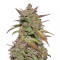 Smoothie Auto (Fast Buds)