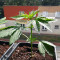 Graines de cannabis Stardawg (Blackskull Seeds)